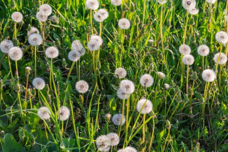 Section of meadow overgrown with dandelions with globular downy heads of ripe seeds among the tall grass in sunny evening before sunset backlit