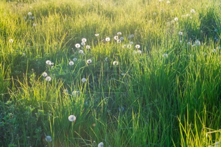 Téléchargez les photos : Fragment de la prairie envahi par différentes herbes hautes et des pissenlits avec des têtes de graines mûres au printemps ensoleillé soirée rétro-éclairé - en image libre de droit