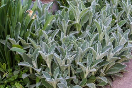 Téléchargez les photos : Arbustes de la Stachys byzantina, également connu sous le nom d'oreilles d'agneau avec des feuilles couvertes de poils argentés et soyeux au printemps matin couvert - en image libre de droit