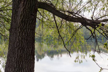 Part of the thick trunk of the old willow with branches with young leaves hanging down above the calm water on pond shore in overcast spring morning