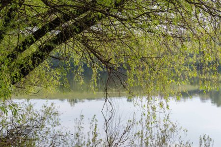 Tilted trunks of the old willows with branches with young leaves hanging down above the calm water on pond shore in overcast spring morning