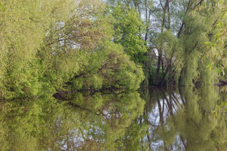 Willows and other trees with tilted trunks and branches with young leaves hanging down above the calm water on pond shore in spring morning