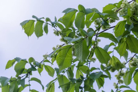 Äste der Feldulme mit frischen jungen Blättern und unreifen grünen Samen im selektiven Fokus auf einem verschwommenen Hintergrund des wolkenverhangenen Himmels am Frühlingstag