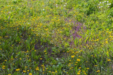 Section de prairie envahie par les pissenlits en fleurs et le thon au printemps jour ensoleillé en foyer sélectif