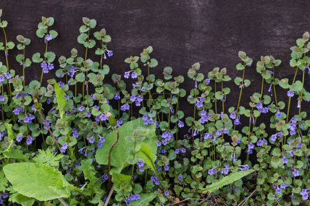 Stems of the blooming Glechoma hederacea, also known as ground-ivy or catsfoot growing next the black wall in overcast weather