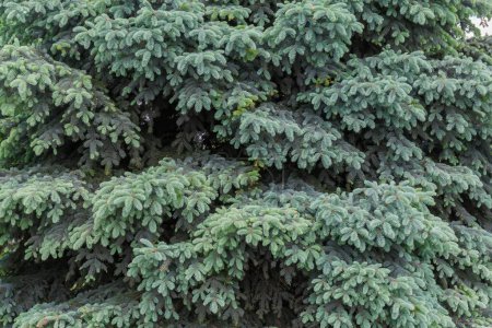 Fragment of the branches of old blue spruce tree in overcast weather, background