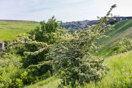 Buisson de l'aubépine en fleurs, espèce Crataegus ambigua poussant sur le flanc de la colline contre les ruines de l'ancienne forteresse au printemps matin ensoleillé rétroéclairé
