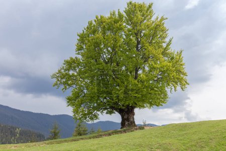 Single old beech growing on a mountain meadow on a background of the cloudy sky and distant forested mountain ridge in springtime