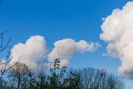 Téléchargez les photos : Plusieurs cumulus sphériques uniques avec des cimes d'arbres au premier plan au début du printemps - en image libre de droit