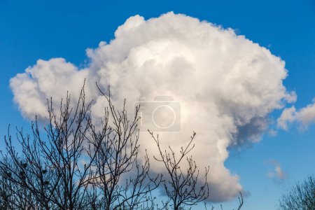 Foto de Sección de cielo azul con una sola nube de cúmulo esférico con copas de árboles en un primer plano a principios de primavera - Imagen libre de derechos