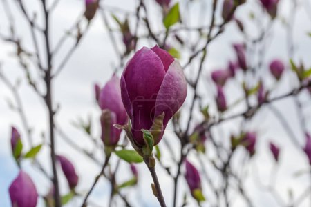 Purple flower of magnolia on a blurred background of the other branches and cloudy sky in overcast
