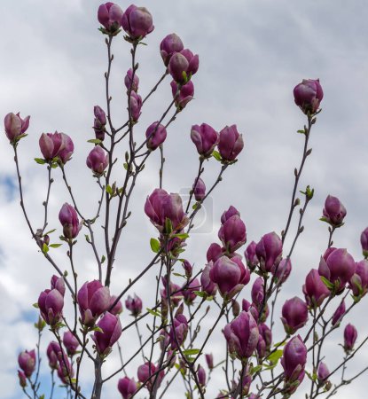 Branches of the magnolia with purple flowers on a blurred background of the cloudy sky