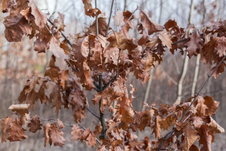 Foto de Parte del roble rojo joven con hojas secas del año pasado en primavera sobre un fondo borroso, ver de cerca en enfoque selectivo - Imagen libre de derechos
