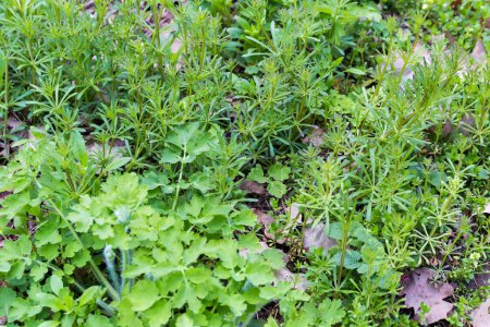 Young Galium spurium plants, also known as stickwilly with greater celandine on a foreground in spring forest in overcast weather