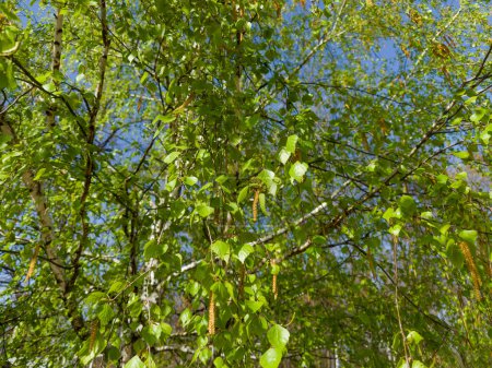 Teil der Birke mit Zweigen mit frischen grünen Blättern und Kätzchen an sonnigen Frühlingstagen, Blick von unten nach oben in selektivem Fokus