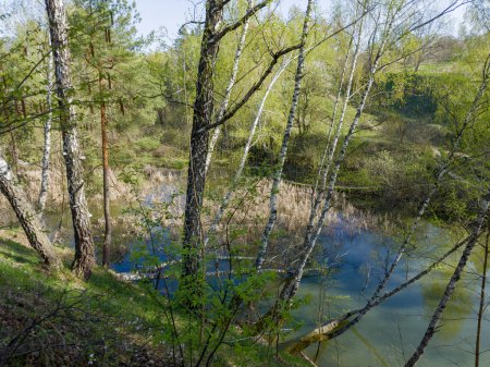 Birken wachsen am steilen, hügeligen Ufer des flachen, mit Schilf bewachsenen Waldsees im sonnigen Frühlingsmorgen