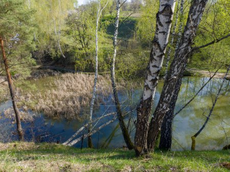 Birches growing on steep hilly bank of small forest shallow lake overgrown with reed in spring sunny morning