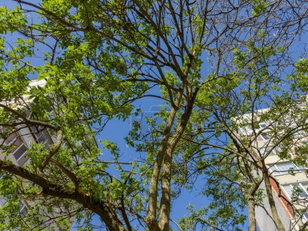 Téléchargez les photos : La cime des arbres de sambucus, également connu comme aîné avec de jeunes feuilles fraîches contre le ciel clair et des bâtiments à plusieurs étages au printemps matin ensoleillé, vue du bas vers le haut - en image libre de droit