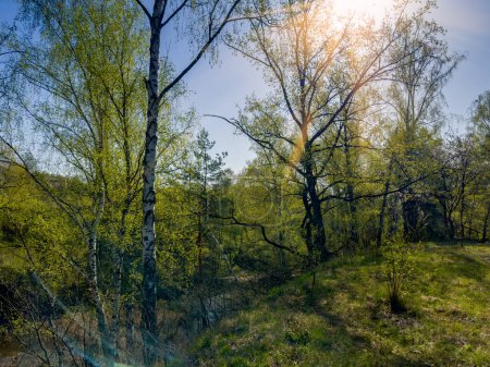 Abschnitt des Waldes am steilen, hügeligen Ufer des kleinen flachen Sees im Frühling sonnigen Morgen hinterleuchtet