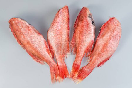 Frozen headless gutted carcasses of redfish, also known as ocean perch, covered with hoarfrost, top view on a gray background