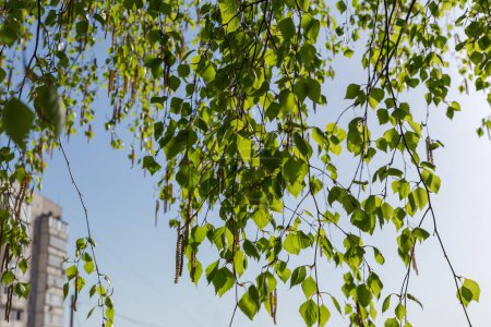 Zweige der alten Birke mit grünen Blättern und Kätzchen, die gegen den klaren Himmel hängen, Nahaufnahme in selektivem Fokus