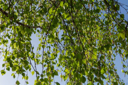 Branches of the old birch with green leaves and catkins, hanging down against the clear sky, close-up in selective focus