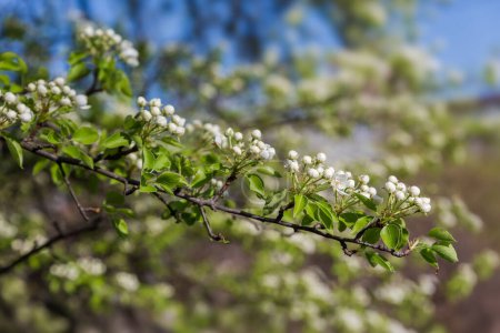 Zweig des wilden Birnbaums mit Blütenknospen und jungen Blättern zu Beginn der Blütezeit auf verschwommenem Hintergrund im sonnigen Frühlingsmorgen