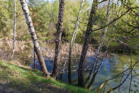 Bouleaux poussant sur le talus escarpé d'un petit lac forestier peu profond envahi par le roseau au printemps matin ensoleillé