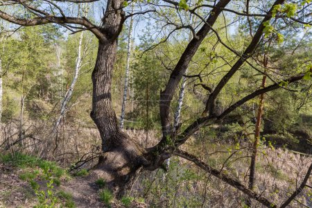 White oak with curved trunks branching off the ground growing on steep hilly bank of small forest shallow lake overgrown with reed in spring sunny morning