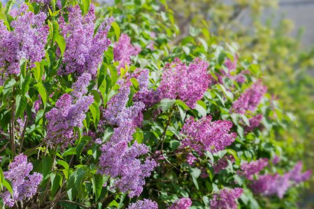 Bushes of blooming lilac with inflorescences of the purple flowers on a blurred background in sunny weather, selective focus 