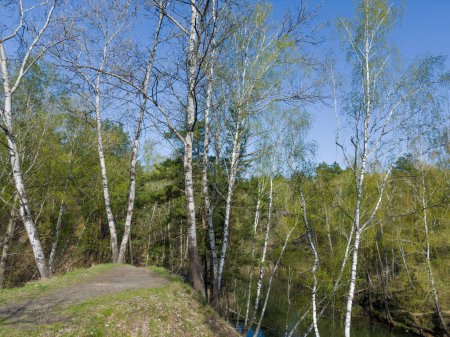 Aspens and birches growing on steep hilly bank of small forest shallow lake overgrown with reed in spring sunny morning