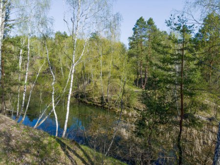 Birches and pines growing on steep hilly bank of small forest shallow lake overgrown with reed in spring sunny morning