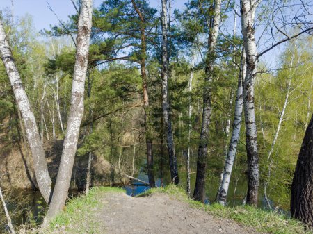 Peupliers faux-trembles et pins poussant sur le talus escarpé d'un petit lac forestier peu profond au printemps matin ensoleillé