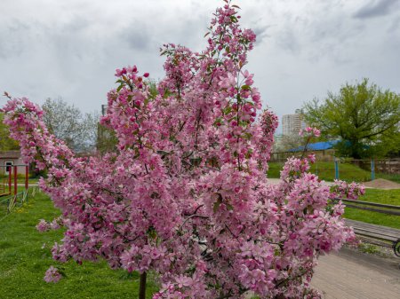 Small ornamental blooming crab apple trees with bright pink flowers in a public garden in spring overcast windy weather