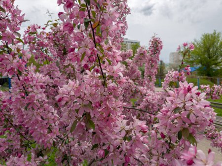 Petits pommiers ornementaux en fleurs de crabe avec des fleurs rose vif dans un jardin public au printemps temps venteux couvert