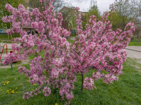 Kleine dekorativ blühende Krabben-Apfelbäume mit leuchtend rosa Blüten in einem öffentlichen Garten im Frühling bewölkt windiges Wetter