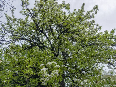 Top of the blooming old wild pear with flowers and fresh young leaves against the cloudy sky in overcast weather