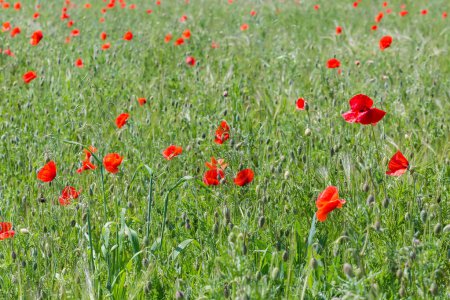 Section of field overgrown with wild poppy with red flowers and flower buds at the start of flowering in sunny spring day