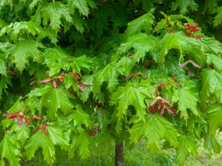 Branches of the ornamental Norway maple with wet fresh leaves and red young double winged seeds, so-called samaras covered with water drops in overcast rainy weather
