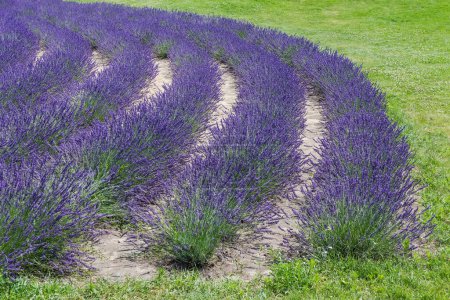 Curved rows of the bushes of blooming lavender growing on a field next the lawn in sunny day