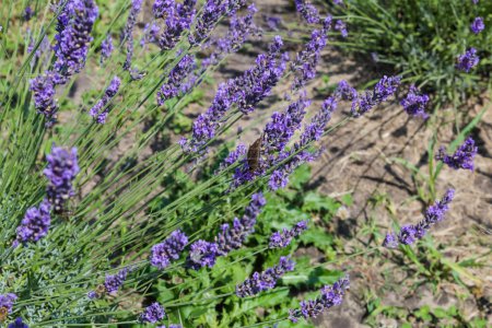 Stiele des blühenden Lavendels auf einem Feld, Blick bei sonnigem Tag in selektivem Fokus