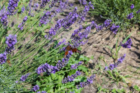 Stiele des blühenden Lavendels auf einem Feld, Blick bei sonnigem Tag in selektivem Fokus