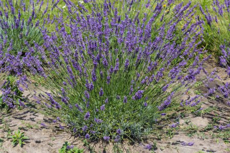 Bush of the blooming lavender on a field on a background of the other lavender in sunny day