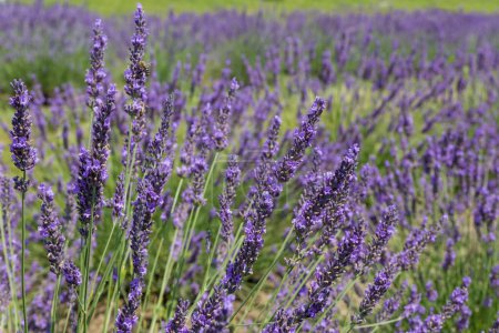 Sträucher des blühenden Lavendels auf einem Feld, Blick bei sonnigem Tag in selektivem Fokus