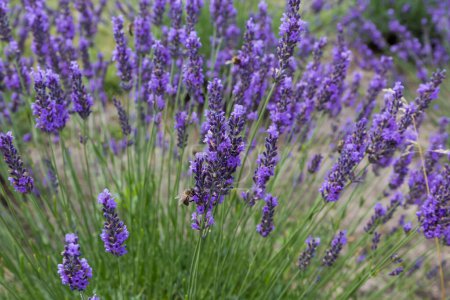 Stiele des blühenden Lavendels auf einem Feld auf einem verschwommenen Hintergrund des anderen Lavendels bei bewölktem Tag