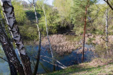 Shallow forest lake overgrown with reeds, top view between the trees growing on steep hilly bank in sunny spring morning