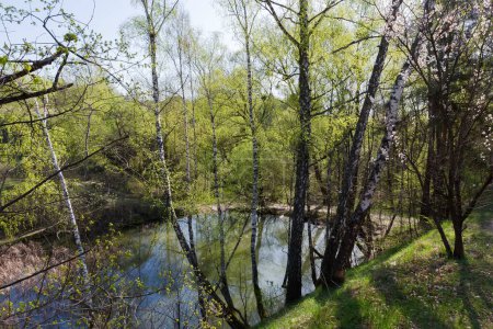 Lac forestier peu profond partiellement recouvert de roseaux, vue de dessus entre les arbres poussant sur une pente abrupte le matin ensoleillé du printemps