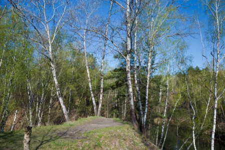 Aspens and birches growing on steep hilly bank of small forest shallow lake overgrown with reed in spring sunny morning