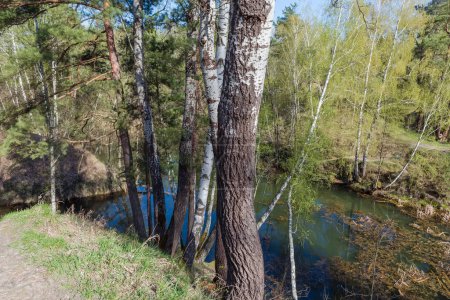 Peupliers faux-trembles, pins et bouleaux poussant sur le talus escarpé d'un petit lac forestier peu profond au printemps matin ensoleillé