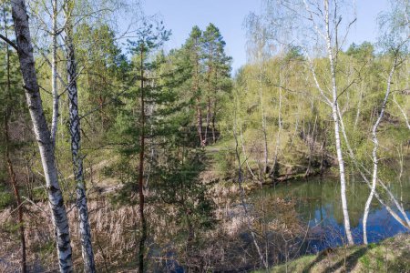 Lac forestier peu profond partiellement recouvert de roseaux, vue de dessus entre les arbres poussant sur une pente abrupte le matin ensoleillé du printemps